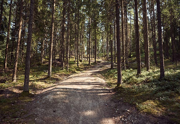 Promenadstig i skogen