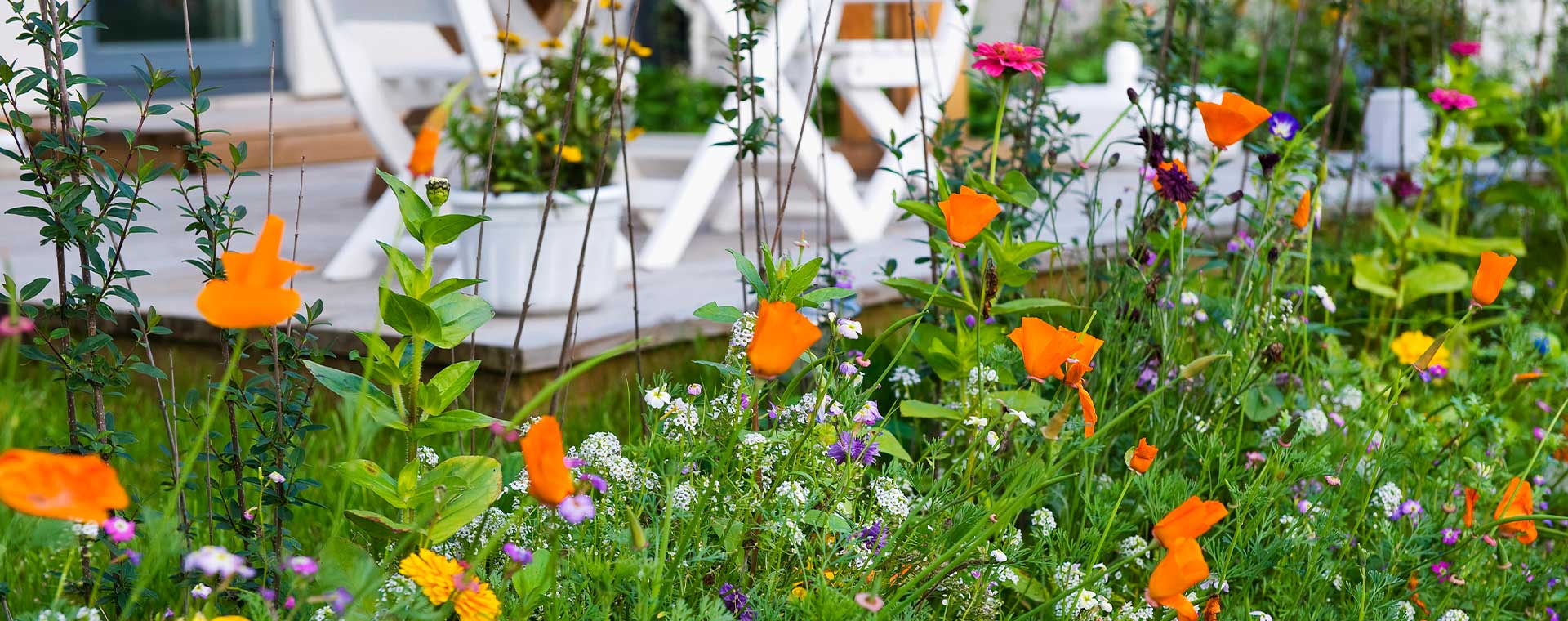 Närbild på blommor