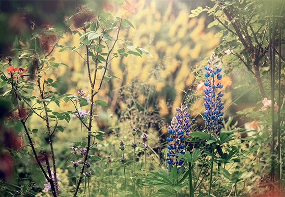 siteassets/altadalen_blomster_580x400.jpg