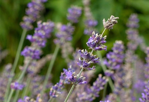 siteassets/altadalen_lavendel_580x400.jpg