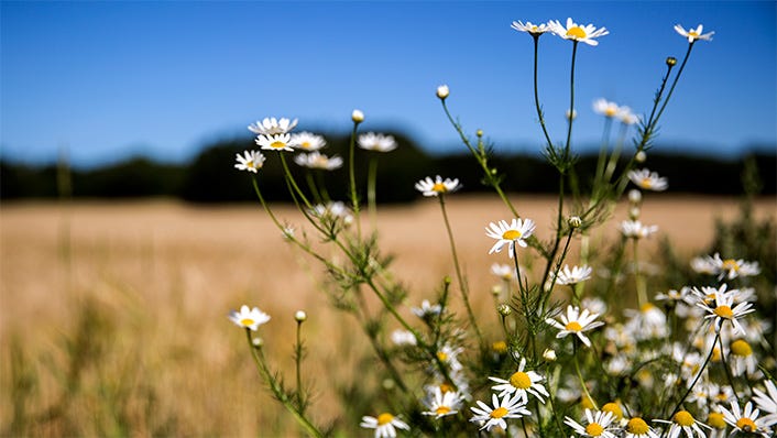 Närbild på blommor