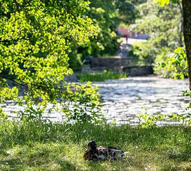 Foto på and som vilar vid vattnet