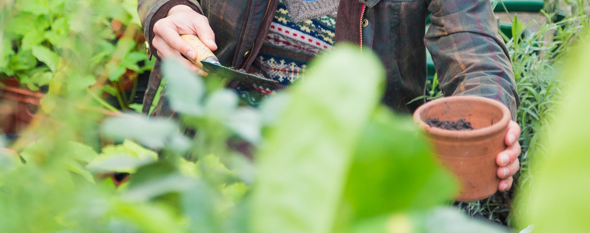 A person managing plants