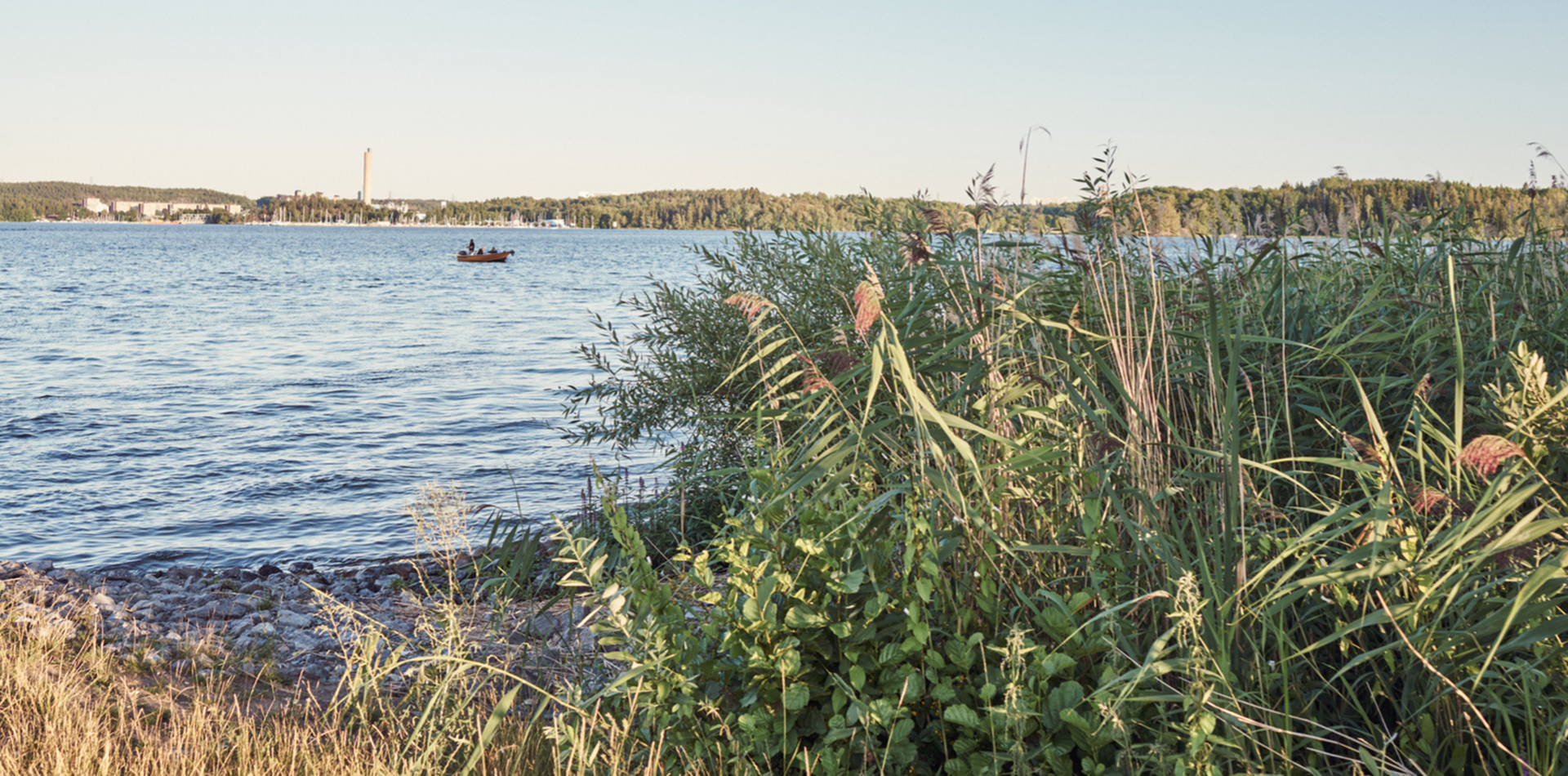 Vy över vass och vatten