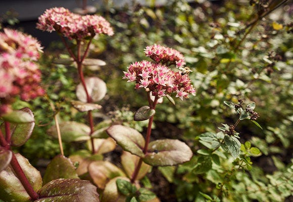 Närbild på blommor i grannskapet Smedjan