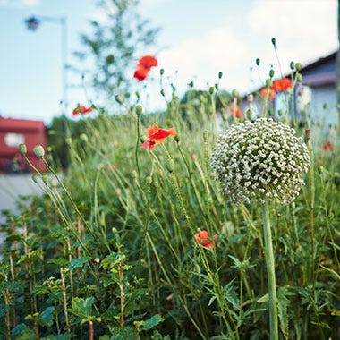 Det blommar i grannskapet Flisa i Nedersta.