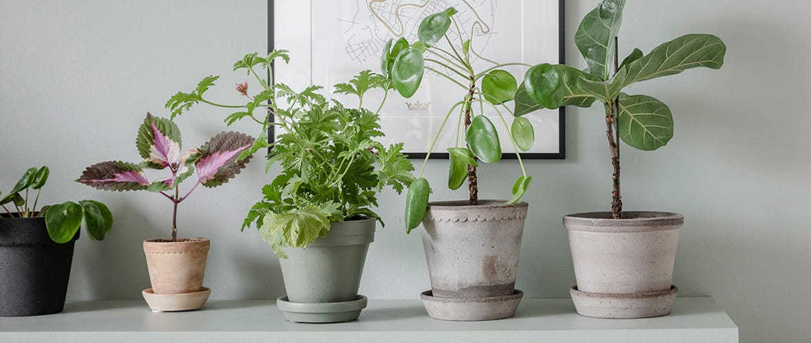Närbild på olika krukväxter